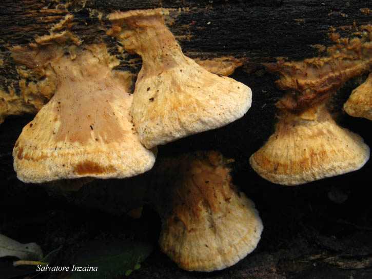 da det 2 (Trametes suaveolens)